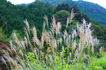 小菅トラウトガーデン 釣果
