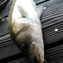 佐鳴湖　シーバス デイゲーム