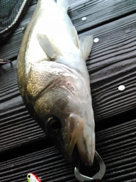 佐鳴湖　シーバス デイゲーム