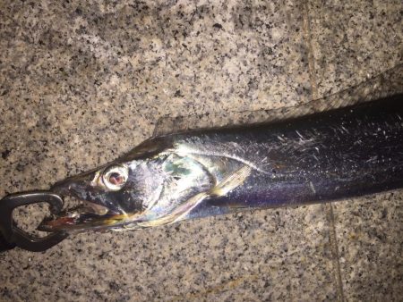 やっと太刀魚シーズンイン