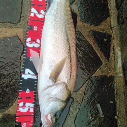 佐鳴湖　シーバス デイゲーム