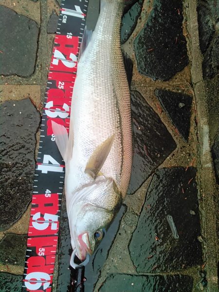 佐鳴湖　シーバス デイゲーム