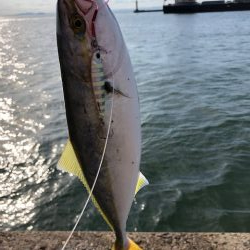 播磨ショアジギング1