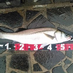 佐鳴湖　シーバス デイゲーム