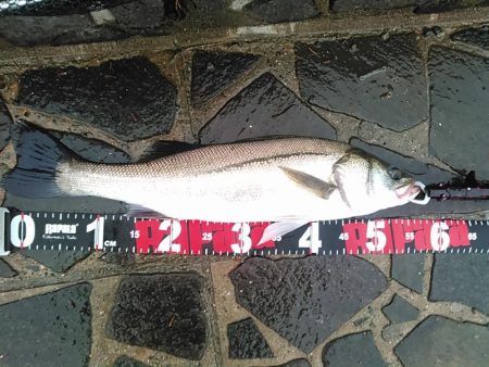 佐鳴湖　シーバス デイゲーム