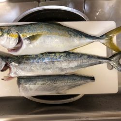 播磨ショアジギング1