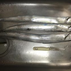 やっと太刀魚シーズンイン