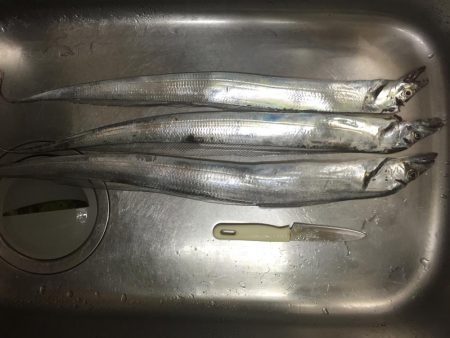 やっと太刀魚シーズンイン
