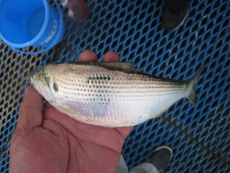 オリジナルメーカー海づり公園(市原市海づり施設) 釣果