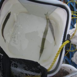 オリジナルメーカー海づり公園(市原市海づり施設) 釣果