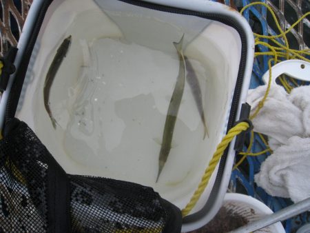 オリジナルメーカー海づり公園(市原市海づり施設) 釣果