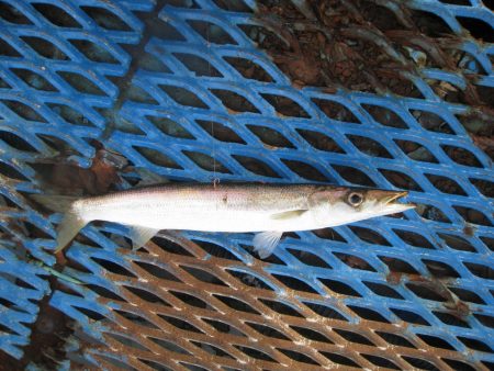 オリジナルメーカー海づり公園(市原市海づり…