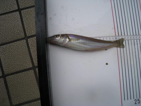 オリジナルメーカー海づり公園(市原市海づり施設) 釣果