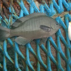 オリジナルメーカー海づり公園(市原市海づり施設) 釣果