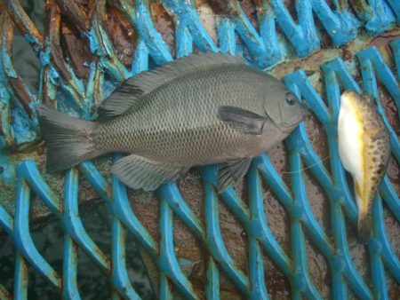 オリジナルメーカー海づり公園(市原市海づり施設) 釣果