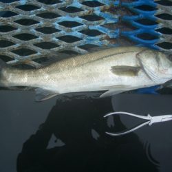 オリジナルメーカー海づり公園(市原市海づり施設) 釣果