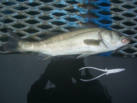 オリジナルメーカー海づり公園(市原市海づり…