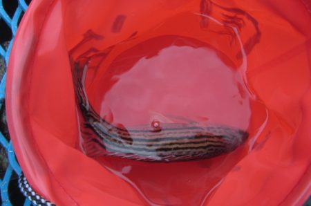 オリジナルメーカー海づり公園(市原市海づり施設) 釣果