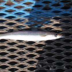 オリジナルメーカー海づり公園(市原市海づり施設) 釣果