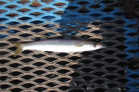 オリジナルメーカー海づり公園(市原市海づり施設) 釣果