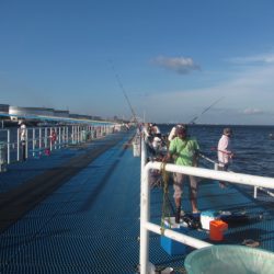 オリジナルメーカー海づり公園(市原市海づり施設) 釣果