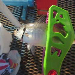 オリジナルメーカー海づり公園(市原市海づり施設) 釣果