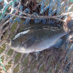 オリジナルメーカー海づり公園(市原市海づり施設) 釣果