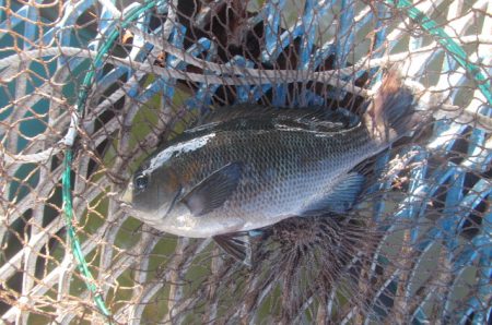 オリジナルメーカー海づり公園(市原市海づり施設) 釣果
