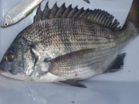 オリジナルメーカー海づり公園(市原市海づり…