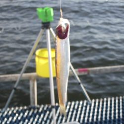 オリジナルメーカー海づり公園(市原市海づり施設) 釣果