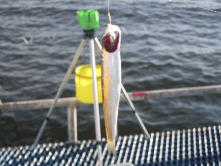 オリジナルメーカー海づり公園(市原市海づり施設) 釣果