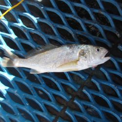 オリジナルメーカー海づり公園(市原市海づり施設) 釣果