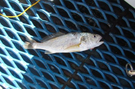 オリジナルメーカー海づり公園(市原市海づり施設) 釣果
