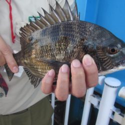 オリジナルメーカー海づり公園(市原市海づり施設) 釣果