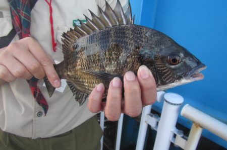 オリジナルメーカー海づり公園(市原市海づり施設) 釣果