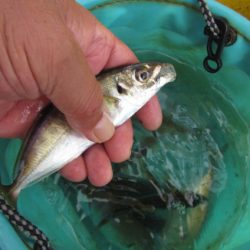 オリジナルメーカー海づり公園(市原市海づり施設) 釣果