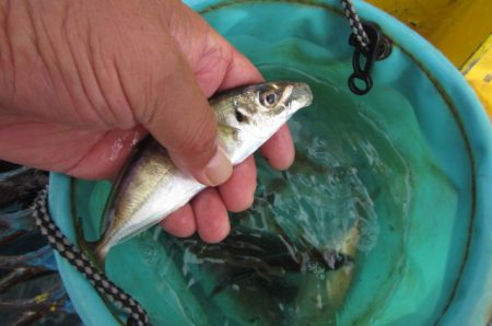 オリジナルメーカー海づり公園(市原市海づり施設) 釣果