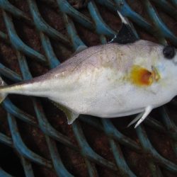 オリジナルメーカー海づり公園(市原市海づり施設) 釣果