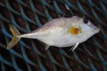 オリジナルメーカー海づり公園(市原市海づり施設) 釣果