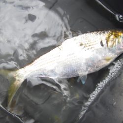 オリジナルメーカー海づり公園(市原市海づり施設) 釣果