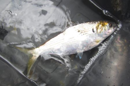 オリジナルメーカー海づり公園(市原市海づり施設) 釣果