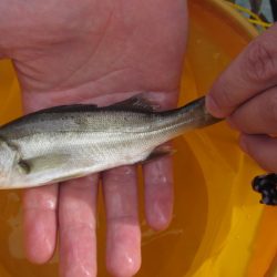 オリジナルメーカー海づり公園(市原市海づり施設) 釣果