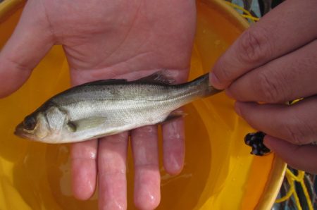 オリジナルメーカー海づり公園(市原市海づり施設) 釣果