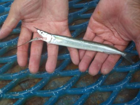 オリジナルメーカー海づり公園(市原市海づり施設) 釣果