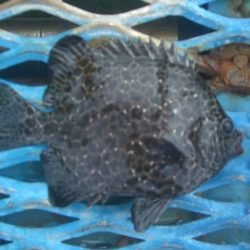 オリジナルメーカー海づり公園(市原市海づり施設) 釣果