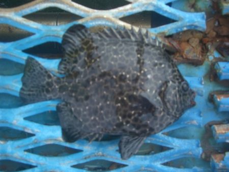 オリジナルメーカー海づり公園(市原市海づり施設) 釣果