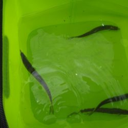 オリジナルメーカー海づり公園(市原市海づり施設) 釣果