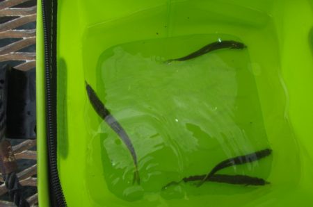 オリジナルメーカー海づり公園(市原市海づり施設) 釣果