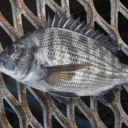 オリジナルメーカー海づり公園(市原市海づり施設) 釣果