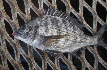 オリジナルメーカー海づり公園(市原市海づり…